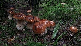 Fairytale Porcini Wales 2019 Part 2