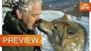 Gordon Buchanan comes face to face with a wolf - Life in the Snow: Preview - BBC