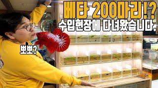 *열대어 수입현장* 베타 200마리! 고가의 베타는 어떻게 수입될까요? [애니몰로TV]