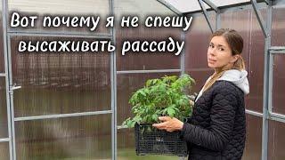 Чем опасна ранняя высадка рассады. Как спасать растения в холода