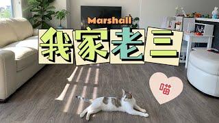 介绍我家新成员｜加拿大养猫到底香不香｜去哪领养｜花费如何｜后不后悔（点CC看字幕）