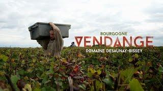 Vendanges en Bourgogne - Domaine Desaunay-Bissey
