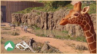Giraffe & Zebra Habitat | Desert Adventure Park | Planet Zoo