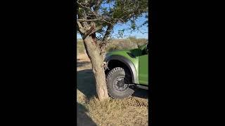 Ford Raptor Climbing a tree chasing a LION |  Who wins?