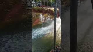 fish catching
