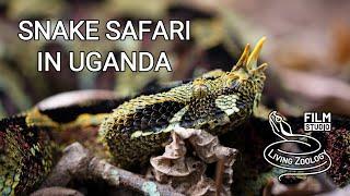 Snake Safari in Uganda (wildlife documentary by Living Zoology)