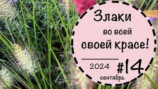 ️Прогулка по саду - 14 ️Сентябрь 2024️Злаки в саду️ Вечнозеленые кустарники️Цветники️