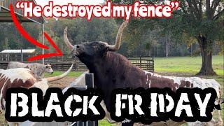 BLACK FRIDAY: Longhorn Bull Destroys Fence!