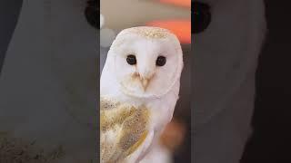 BARN OWL, #shorts