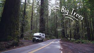 The Largest On EARTH... Truck Camper Living In The Ancient Redwoods