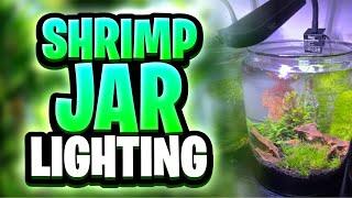 Shrimp Jar Lighting Options For Thriving Plant Growth And Happy Shrimp!