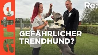 Wie gefährlich sind American XL Bullys? | ARTE Re: