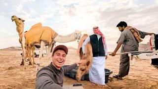 A Day with Camel Breeders in Saudi Arabia - Ep38