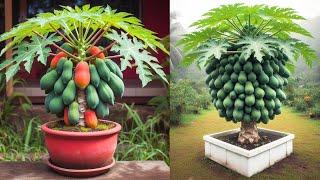 Summary of effective PAPAYA propagation methods for beginners