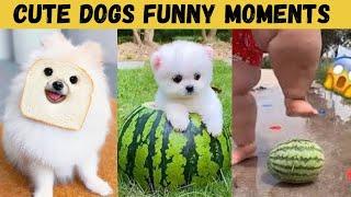 Cutest and Funniest dog Moments Ever