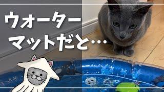 猫さんはお水キライ…反応が面白すぎたｗ【ロシアンブルー】猫