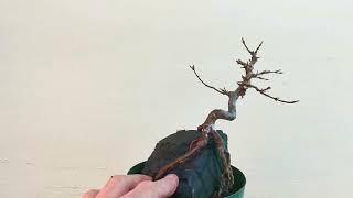 2 minute bonsai #28 root over rock tridents.