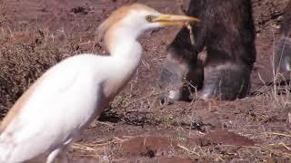 Cattle egret