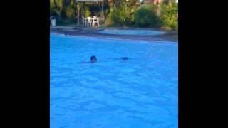 matt swimming.mov