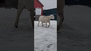 Мощь и Красота! Овца Белого Дорпера, 18 месяцев / Power and Beauty! White Dorper Sheep