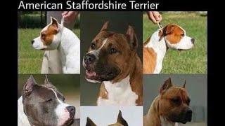 THE MASTER OF ALL BULLDOGS KNOW THE TRUTH ABOUT DOG BREEDS. WE DON’T LIE ABOUT DOG BREEDS LIKE SOME.