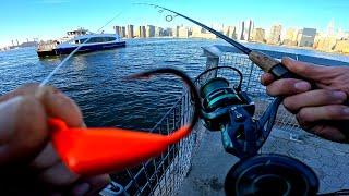 East River Fishing. Tautog (Blackfish) NYC