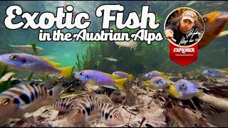 Exotic Fish in the Austrian Albs - Creek Villach