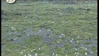 Kamoyvaer - Birdwatching at finger tip in Norway