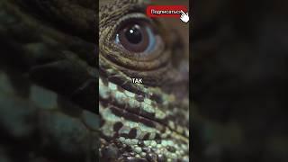 КАК ВИДЯТ ЯЩЕРИЦЫ #животные #природа #факты