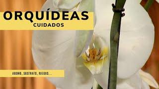 ORQUÍDEAS  Cómo cuidarlas ¡Os contamos las claves! ‍ Jardinatis