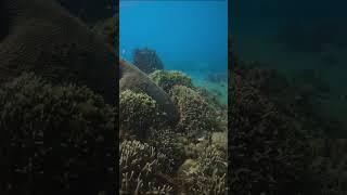 POV: You are underwater with me #philippines #itsmorefuninthephilippines