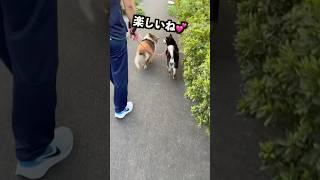 【柴犬】楽しそうだ️ #shorts #shiba #dog #柴犬 #黒柴