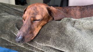 Mini dachshund's mini snores compilation 