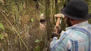 tesouro absurdo escondido dentro da parede da floresta