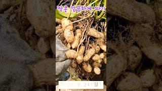 2023년 땅콩수확  #땅콩peanut #땅콩따기 #땅콩캐기