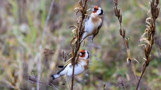 Черноголовые щеглы осенью. Carduelis carduelis. Птицы Беларуси.