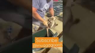 Attacked by a raccoon at a baseball game #shorts #Raccoon￼ #300subs #500subs #lol ￼