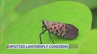 Spotted lanternfly outbreak prompts quarantine in Ohio