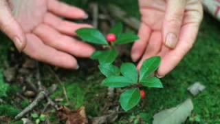 Wintergreen- with herbalist Robin Rose Bennett