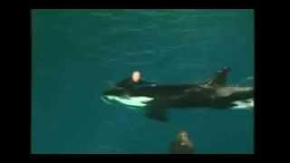 Drama bei Walshow: Orca zieht Trainer in die Tiefe (Sea World)
