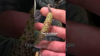 FASES DE FRUTIFICAÇÃO de Anthurium #aroid #araceae #anthurium