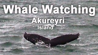 Whale Watching Walbeobachtung - Akureyri/island - Highlights am Polarkreis AIDAluna