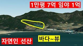 1억 싼임야 1만평 남향 낮고완만 바닷가~바다~뷰~ 포장도로접 자연인 선산용 숲가치95억원 탄소권306만원 숲경영 약용재배 임업직불금 땅과함께(새희망을)경매임야 공매임야 나도땅주인