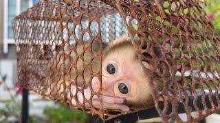 Accidentally rescued a baby monkey that was caught and sold on the street