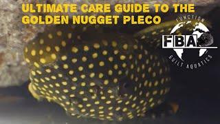 Ultimate Care Guide To The Golden Nugget Pleco