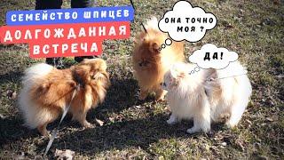 Dog breed Pomeranian Spitz The long-awaited meeting!