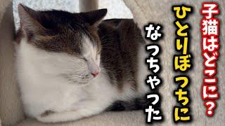 Five kittens suddenly disappear, leaving grandma cat all alone again...