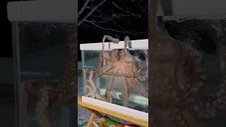 문어랑 낙지 합방