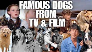 Name The Famous Dogs From Movies & TV [Quiz Mix Challenge]