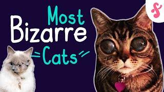  10 MOST BIZARRE CATS IN THE WORLD | Furry Feline Facts